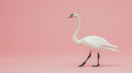   A long-necked, white bird with extended legs stands before a pink backdrop, its black beak contrasting the scene