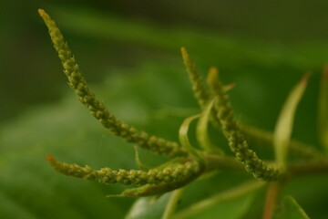 Branch with male flowers of edible chestnuts; Castanea Sativa or Castanea Vesca; macro photography	
