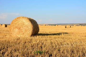 a field of hay with a blue sky in the background copy space sunset  