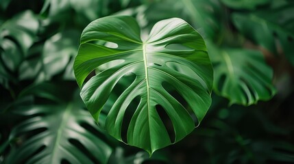   A tight shot of a green leaf on a plant against a softly blurred backdrop of surrounding leaves
