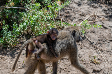 wildlife at lake Manyara in Tanzania
