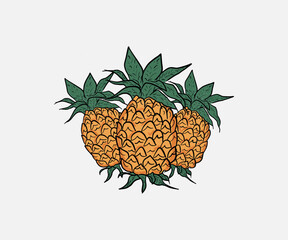 Fresh pineapple fruit. Pineapple fruit vector illustration cartoon.  pineapple fruit fresh. Vector design pineapple fruits a healthy and nutritious