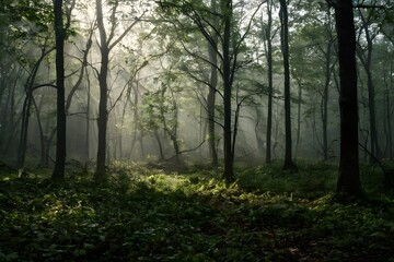 Fototapeta premium Mysterious forest