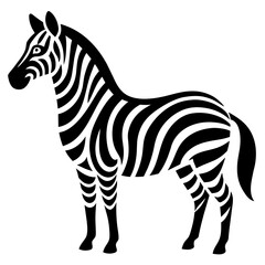 zebra isolated on white