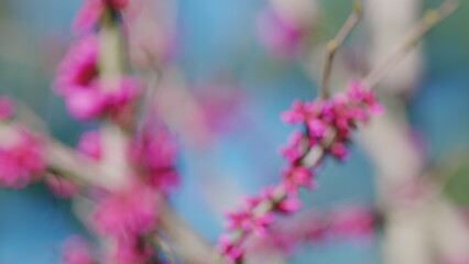 Pink Magnolia Flowers. Magnolia Flower Spring Branch. Pink Magnolia Flowers.