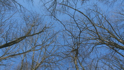 Leafless Maple Tree In Autumn. Natures Intricate Design. Silhouette View Of Tree Branches Against A...