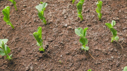 Sprouts Germination. Growing Seeds Rising From Soil. Microgreens Growing. Agriculture.