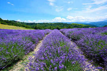 Fototapeta premium Lavender field in bloom near the village of Sale San Giovanni, Langhe region, Piedmont, Italy