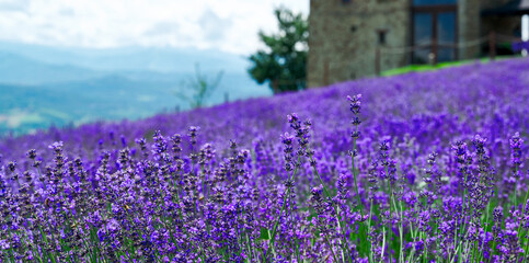 Lavender field in bloom near the village of Sale San Giovanni, Langhe region, Piedmont, Italy