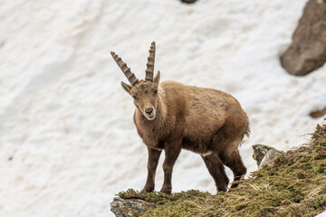 Male alpine ibex against snowy slopes in the italian Alps. Capra ibex.