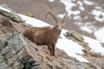 Portait of male alpine ibex, Capra ibex, standing on rocks in its typical habitat in the Alps...