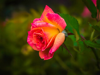 pink and yellow rose blooming in the summer garden, selective focus