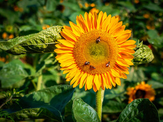 beautiful yellow sunflower blooming in the garden, summer concept