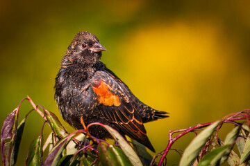  Close up of a male red-winged blackbird perched on tree branches among green leaves , natural yellow background