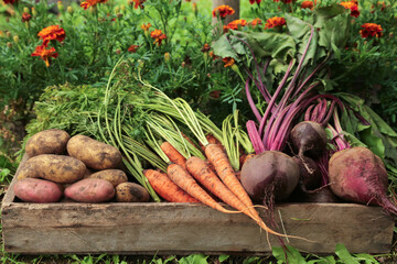 Organic seasonal root vegetables in wooden box in, harvesting, farming. Harvest of fresh carrot, beetroot and potato in garden with flowers close up