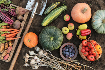 Autumn harvest, different seasonal organic vegetables and fruits with shovel on soil ground in garden, top view. Frut vegetable background texture