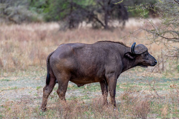 wildlife at lake Manyara in Tanzania