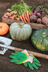 Organic different vegetables background, harvesting. Autumn harvest of fresh dirty carrot, beetroot, pumpkin and potato with shovel and gloves on soil in garden