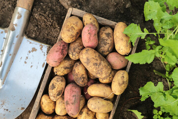 Organic potato harvest in wooden box close up, top view. Freshly harvested dirty eco bio potato with shovel on soil ground in farm garden
