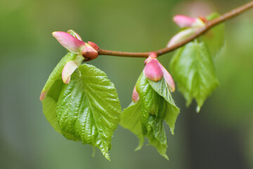 Young small linden leaves in an early spring