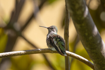 A hummingbird perched on a branch, its feathers slightly ruffled, displaying a subtle iridescence against a soft, blurred background