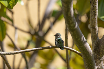 A hummingbird perched on a branch, its feathers slightly ruffled, displaying a subtle iridescence against a soft, blurred background