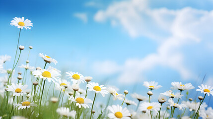 A field of daisies with a blue sky in the background, Beautiful Sunny Day Image