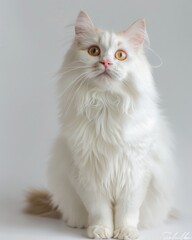 A Chantilly Tiffany cat with a white fur coat and striking yellow eyes sits gracefully