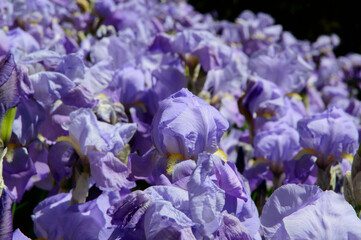 close-up: blue-purple neglecta field of tall bearded iris