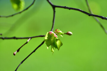Young small linden leaves in an early spring