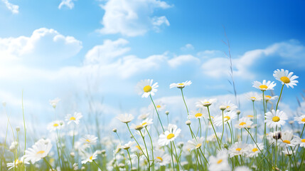 A beautiful sundrenched springsummer meadow with many wildflowers of daisies against a blue sky