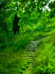 Green forest path in summer

