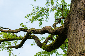 tree branch is long and curved, reaching up towards the sky