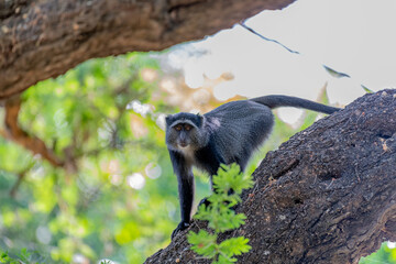 wildlife at lake Manyara in Tanzania