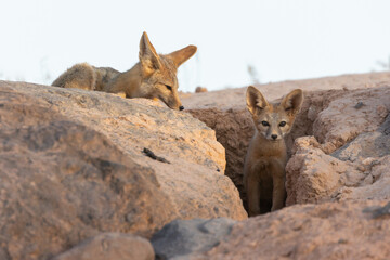 A mother Kit Fox watches her young cub as it emerges from a den in the sandy soil between boulders in the desert of Southern Utah, USA on a spring evening as the last light of day brushes the scene.