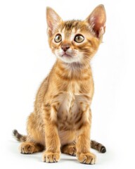 Obraz premium Small Javanese kitten relaxing on a white floor