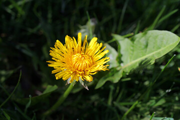 macro from dandelion in may