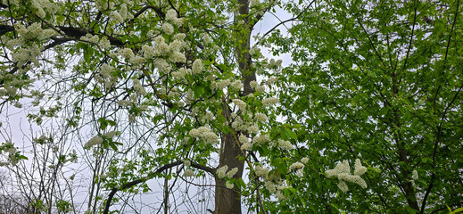 Fototapeta premium Bird cherry (Prunus avium), blossom, Germany