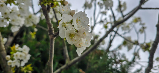 Bird cherry (Prunus avium), blossom, Germany