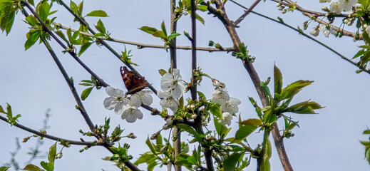 Bird cherry (Prunus avium), blossom, Germany