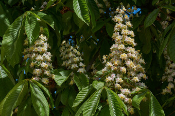 Chestnut blossoms. The inflorescences of the chestnut blossomed. Spring.