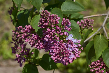 Inflorescences appeared from lilac flower buds. Lilac inflorescences (Latin Syringa vulgaris) in the rays of the spring sun. Spring.
