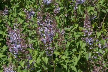 Inflorescences appeared from lilac flower buds. Lilac inflorescences (Latin Syringa vulgaris) in...