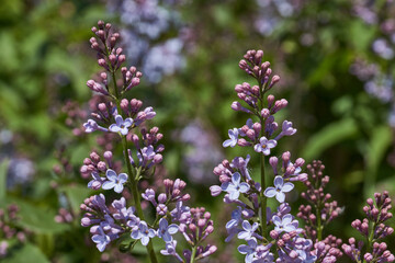 Inflorescences appeared from lilac flower buds. Lilac inflorescences (Latin Syringa vulgaris) in...