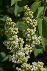 Inflorescences appeared from lilac flower buds. Lilac inflorescences (Latin Syringa vulgaris) in the rays of the spring sun. Spring.