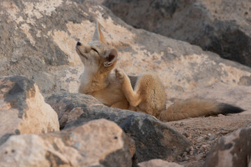 A young Kit Fox in the desert of Southern Utah, USA, scratches at an itchy spot behind it's ear and...