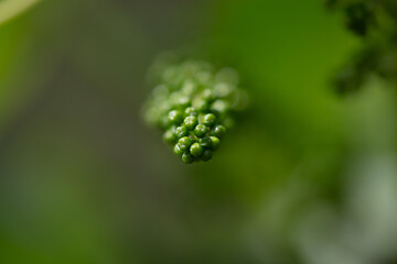 Grape  leaves close up and details.