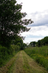 chemin de verdure au milieu d'herbes hautes, paysage rural