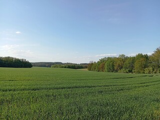 Green field of young wheat, rural spring landscape