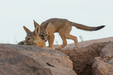 An adult Kit Fox rests quietly near a den entrance under a pale blue evening sky while one of the cubs stops briefly to say hi in the desert of Southern Utah, USA. 